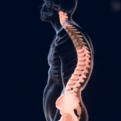 Cinturón Postural Ajustable